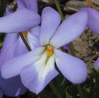 Birdfoot Violet