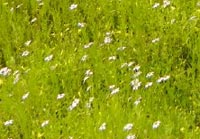 Rose Coreopsis and Golden Pert 