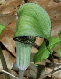 Jack-in-the-Pulpit