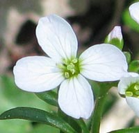 Cuckoo Flower