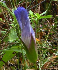 Fringed Gentian plant