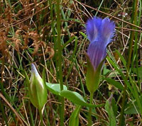 Fringed Gentian Flowers