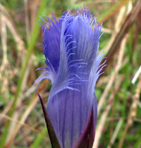 Fringed Gentian close-up