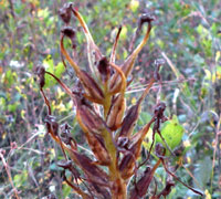 Fringed Gentian plant