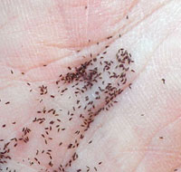 Fringed Gentian Flowers