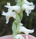 Flower Head of Yellow Ladies Tresses