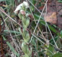 Seed head of Yellow Ladies Tresses