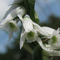 Northern Slender Ladies Tresses 