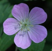 Wild Geranium