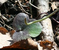 Hepatica Plant