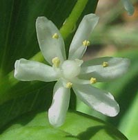 Starry False Solomon's Seal in bloom