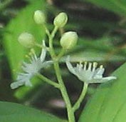 Starry False Solomon's Seal Plant