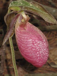 Pink Ladyslipper