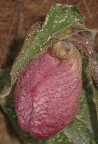 Pink Ladyslipper with White Pine pollen