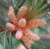 Pollen cones of hte White Pine