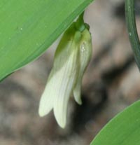 Bellwort