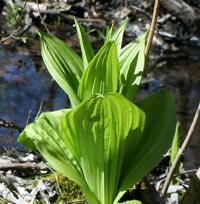 False Hellebore at Handy Pond
