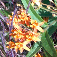 Butterflyweed in Bloom