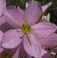 Rose Gentian bloosm close-up