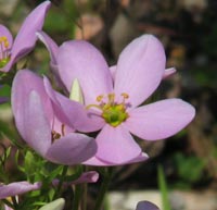 Rose Gentian plant close-up