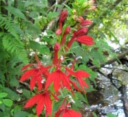Cardinal Clower