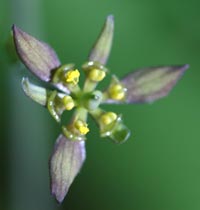 Blue Cohosh flower