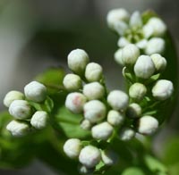 Bastard Toadflax flower head