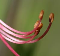 Early Azalea Close-up