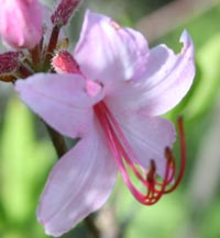 Early Azalea flowers