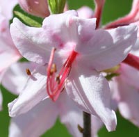 Early Azalea