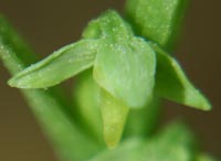 Northern Green Orchid Blossom