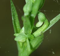 Northenr Green Orchid flower head