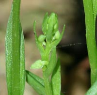 Northern Green Orchid plants