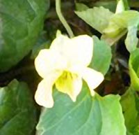 Smooth Yellow Violet