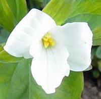 Snow trillium