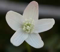 Wind Anemone close-up