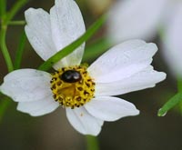 Rose Coreopsis or Pick Tickseed