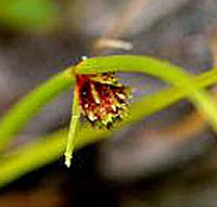Tiny-flowered Sedge 