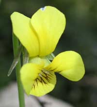 Round-leaved Yellow Violet plant
