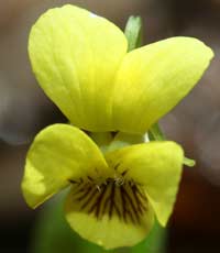 Round-leaved Yellow Violet blossom close-up