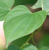 Wild Yam Leaves