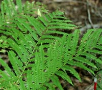 Ostrich Ferns