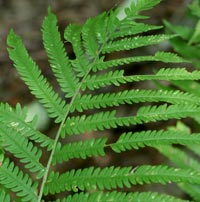 Ostrich Fern frond