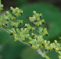 Wood Nettle seed head