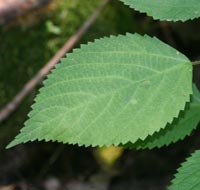Wood Nettle