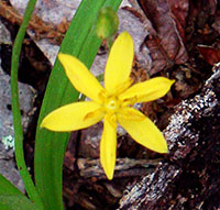 Yellow Stargrass