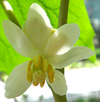 Mayapple close-up