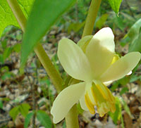 Mayapple in Bloom