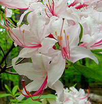 Early Azalea 