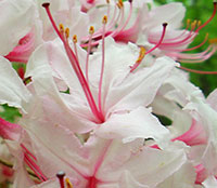 Another Early Azalea